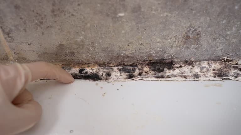 Forensic Mold Investigation in Point Clear, AL